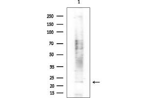 anti-Interleukin-27 subunit beta (IL-27b) (N-Term) antibody