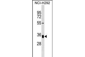 GNPTG Antibody (C-term) (ABIN1536973 and ABIN2849730) western blot analysis in NCI- cell line lysates (35 μg/lane). (GNPTG Antikörper  (C-Term))