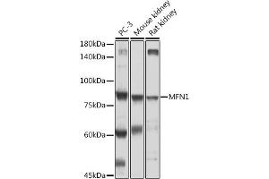 Western blot analysis of extracts of various cell lines, using MFN1 antibody (ABIN7268605) at 1:500 dilution. (MFN1 Antikörper  (AA 1-100))