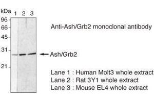 Western Blotting (WB) image for anti-Growth Factor Receptor-Bound Protein 2 (GRB2) (N-Term) antibody (ABIN1449302)