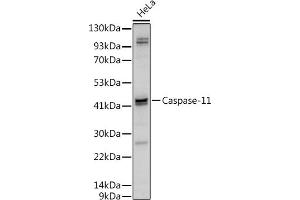 Western blot analysis of extracts of HeLa cells, using Caspase-11 antibody (ABIN6131528, ABIN6137966, ABIN6137967 and ABIN6222159) at 1:500 dilution. (Caspase 4 Antikörper  (AA 81-266))