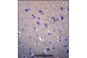 DNAJB6 Antibody (Center) (ABIN656424 and ABIN2845716) immunohistochemistry analysis in formalin fixed and paraffin embedded human brain tissue followed by peroxidase conjugation of the secondary antibody and DAB staining. (DNAJB6 Antikörper  (AA 218-247))