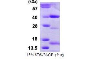 SDS-PAGE (SDS) image for Nth Endonuclease III-Like 1 (NTHL1) (AA 1-312) protein (His tag) (ABIN667953)