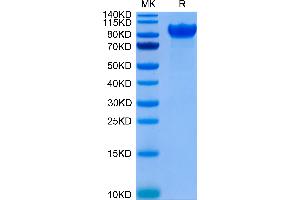 Human LILRB1 on Tris-Bis PAGE under reduced conditions. (LILRB1 Protein (Fc Tag))
