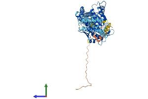 Protein Structure (PS) image for Atlastin GTPase 1 (ATL1) (AA 1-558) protein (His tag) (ABIN7552442)