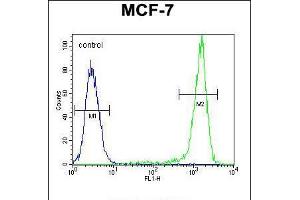 Flow cytometric analysis of MCF-7 cells (right histogram) compared to a negative control cell (left histogram). (Sphingomyelin Synthase 2 Antikörper  (C-Term))
