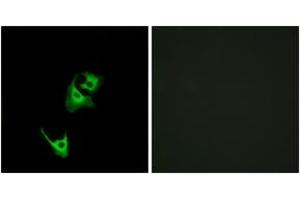 Immunofluorescence analysis of HeLa cells, using GLP1R Antibody. (GLP1R Antikörper  (AA 101-150))