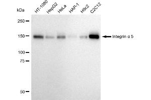 Western blotting analysis using Integrin alpha 5 antibody (ABIN7799076). (Rekombinanter ITGA5 Antikörper)