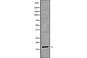 Western blot analysis of RPAB3 using HeLa whole cell lysates