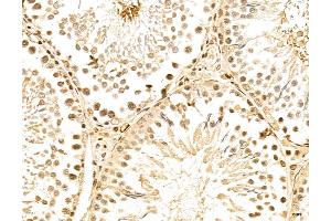 ABIN7094339 and ABIN7098386 at 1/100 staining Rat testis tissue by IHC-P. (LENG8 Antikörper  (Internal Region))