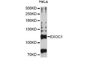 Western blot analysis of extracts of HeLa cells, using EXOC1 Antibody (ABIN5996713) at 1:3000 dilution. (EXOC1 Antikörper)