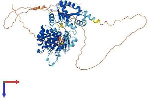 DDX5 Protein (AA 1-614) (His tag)