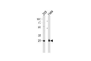 Cdk2 Antibody (T14) (ABIN1881192 and ABIN2841623) western blot analysis in 293,Hela cell line lysates (35 μg/lane). (CDK2 Antikörper  (AA 1-30))
