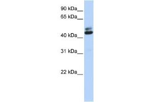 Western Blotting (WB) image for anti-Ataxin 2-Binding Protein 1 (A2BP1) antibody (ABIN2460029) (A2BP1 Antikörper)