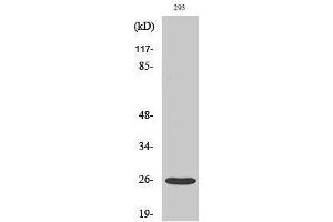 Western Blotting (WB) image for anti-Tetraspanin 8 (TSPAN8) (Internal Region) antibody (ABIN3187231) (Tspan-8 Antikörper  (Internal Region))