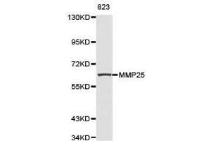 Western Blotting (WB) image for anti-Matrix Metallopeptidase 25 (MMP25) antibody (ABIN1873725) (MMP25 Antikörper)