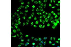 Immunofluorescence analysis of A549 cells using C16orf80 Polyclonal Antibody (C16orf80 Antikörper)