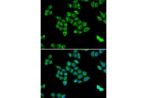 Immunofluorescence (IF) image for anti-PC antibody (ABIN1980317) (PC Antikörper)