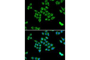 Immunofluorescence (IF) image for anti-PC antibody (ABIN1980317) (PC Antikörper)