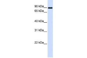 Western Blotting (WB) image for anti-Cadherin 24 (CDH24) antibody (ABIN2459331) (Cadherin 24 Antikörper)