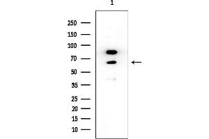 Western blot analysis of lysates from HUVEC cells, using CSTF2 Mouse Monoclonal Antibody at 1/1000 dilution.