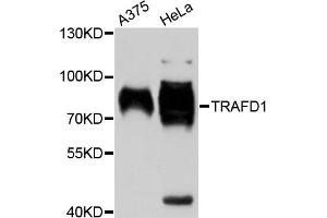 Western blot analysis of extracts of various cell lines, using TRAFD1 antibody. (TRAFD1 Antikörper)