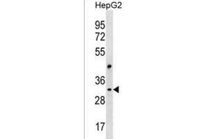 CEP170L Antibody (Center) (ABIN1537852 and ABIN2850210) western blot analysis in HepG2 cell line lysates (35 μg/lane). (CEP170P1 Antikörper  (AA 140-167))