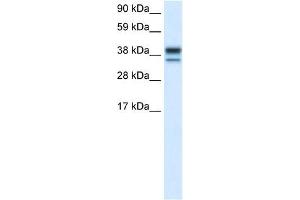 MAPK14 antibody (70R-10491) used at 0. (MAPK14 Antikörper  (C-Term))