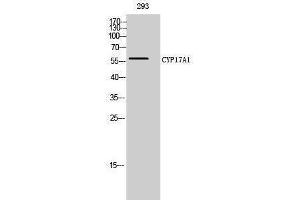 Western Blotting (WB) image for anti-Cytochrome P450, Family 17, Subfamily A, Polypeptide 1 (CYP17A1) (Internal Region) antibody (ABIN3184158) (CYP17A1 Antikörper  (Internal Region))
