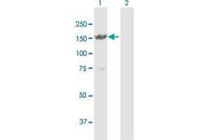 Western Blot analysis of MYBBP1A expression in transfected 293T cell line by MYBBP1A MaxPab polyclonal antibody. (MYBBP1A Antikörper  (AA 1-1328))