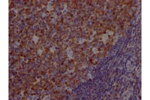 IHC image of ABIN7127370 diluted at 1:100 and staining in paraffin-embedded human tonsil tissue performed on a Leica BondTM system. (Rekombinanter POU2AF1 Antikörper)