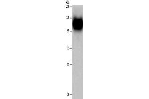 Western Blotting (WB) image for anti-Myelin Associated Glycoprotein (MAG) antibody (ABIN2421817) (MAG Antikörper)