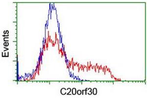 HEK293T cells transfected with either RC201878 overexpress plasmid (Red) or empty vector control plasmid (Blue) were immunostained by anti-C20orf30 antibody (ABIN2455892), and then analyzed by flow cytometry. (C20orf30 Antikörper)