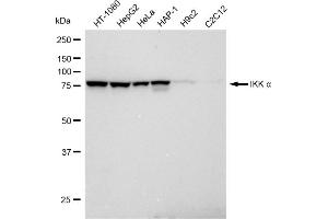 Western blotting analysis using IKK alpha antibody (ABIN7798147). (Rekombinanter IKK alpha Antikörper)