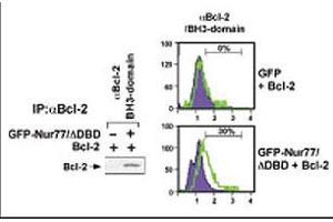 Image no. 1 for anti-B-Cell CLL/lymphoma 2 (BCL2) (BH3 Domain) antibody (ABIN356812) (Bcl-2 Antikörper  (BH3 Domain))