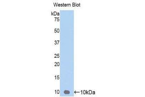 Western Blotting (WB) image for anti-Chemokine (C-X-C Motif) Ligand 3 (CXCL3) (AA 35-107) antibody (ABIN3206365)