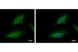 ICC/IF Image karyopherin alpha 2 antibody [C3], C-term detects karyopherin alpha 2 protein at cytoplasm and nucleus by immunofluorescent analysis. (KPNA2 Antikörper  (C-Term))