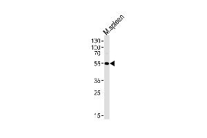 LRMP Antikörper  (C-Term)