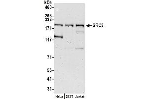 Western Blotting (WB) image for anti-Nuclear Receptor Coactivator 3 (NCOA3) (AA 575-625) antibody (ABIN7449678)