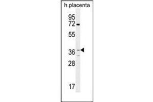 Western blot analysis of OR2AT4 Antibody (C-term) in human placenta tissue lysates (35ug/lane). (OR2AT4 Antikörper  (C-Term))