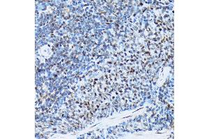 Immunohistochemistry of paraffin-embedded rat spleen using Histone H3 Rabbit mAb (ABIN7267705) at dilution of 1:100 (40x lens). (HIST1H3A Antikörper)