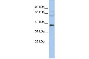 RALY antibody used at 1 ug/ml to detect target protein.