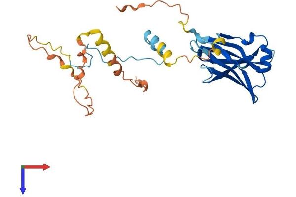 PPP1R3E Protein (AA 1-279) (His tag)