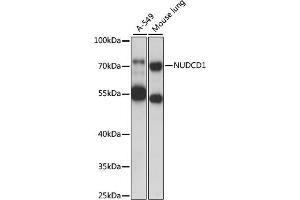Western blot analysis of extracts of various cell lines, using NUDCD1 antibody (ABIN7269067) at 1000 dilution. (NUDCD1 Antikörper  (AA 304-583))