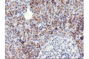 Image no. 1 for anti-Snail Family Zinc Finger 2 (SNAI2) antibody (ABIN1500979) (SLUG Antikörper)