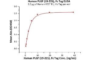 Immobilized Human VEGF R1, His Tag (ABIN2181915,ABIN2181916) at 2 μg/mL (100 μL/well) can bind Human PLGF (19-221), Fc Tag (ABIN6973195) with a linear range of 0. (PLGF Protein (AA 19-221) (Fc Tag))