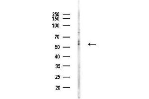 Western blot analysis of lysates from  cells(LPS, 4h treatment), using Hyaluronan synthase 2 Antibody at 1/1000 dilution.
