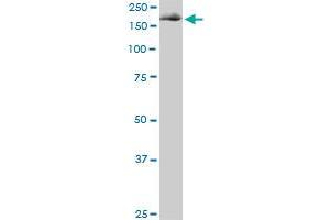 Western Blotting (WB) image for anti-Eukaryotic Translation Initiation Factor 4 Gamma, 1 (EIF4G1) (AA 1500-1599) antibody (ABIN515212)