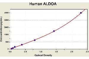 Diagramm of the ELISA kit to detect Human ALDOAwith the optical density on the x-axis and the concentration on the y-axis.