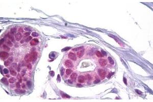 Anti-SSB antibody IHC staining of human breast. (SSB Antikörper  (AA 341-390))